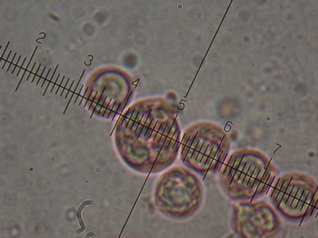 Novit� per .... me : QUIZZZZ